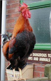 City Farm open and welcoming visitors