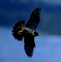 Peregrine Falcon