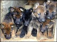 police-dog-puppies-200x150.jpg