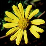 Ragwort