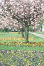 Cherry tree in Top Green