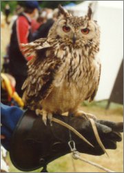 A bengal owl watches proceedings