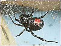 Black Widow Spider