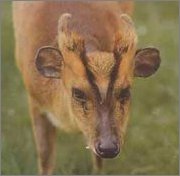 Muntjac deer