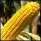 maize